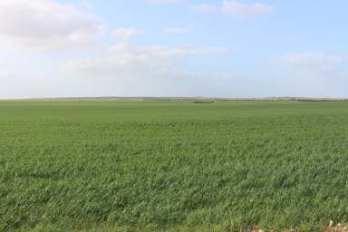 Farm For Sale - SA - Marama - 5307 - STRONG HEALTHY CROP OR GRAZE, EXTENSIVE SOIL IMPROVEMENTS WITH RESULTS  (Image 2)