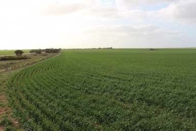 Farm For Sale - SA - Marama - 5307 - STRONG HEALTHY CROP OR GRAZE, EXTENSIVE SOIL IMPROVEMENTS WITH RESULTS  (Image 2)