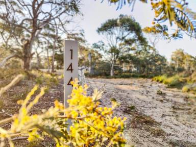 Farm For Sale - TAS - Dolphin Sands - 7190 - Coastal acreage & weekender, just steps to Nine Mile Beach!  (Image 2)