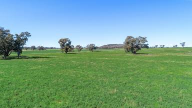 Farm Auction - NSW - Geurie - 2818 - Quality Country Being Offered For The First Time in 147 Years  (Image 2)