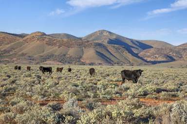 Farm Auction - SA - Yarrah - 5433 - Historic Flinders Ranges Station - First Time Offered in 123 Years  (Image 2)