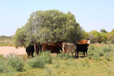 Farm Tender - NSW - Tibooburra - 2880 - Tarakan Station  (Image 2)