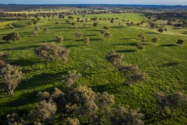 Farm For Sale - NSW - Purlewaugh - 2357 - A rare opportunity to purchase an outstanding pastoral holding  (Image 2)