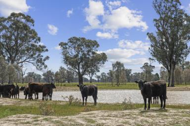 Farm For Sale - VIC - Balmattum - 3666 - A Private Lifestyle Farm With Potential To Build (STCA)  (Image 2)