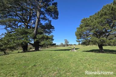 Farm For Sale - NSW - Burrawang - 2577 - Daisy Bank - 170 Pristine Burrawang Acres  (Image 2)