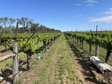 Farm Expressions of Interest - QLD - St George - 4487 - Table grapes, Vegetables and/or Real Estate Opportunity   (Image 2)