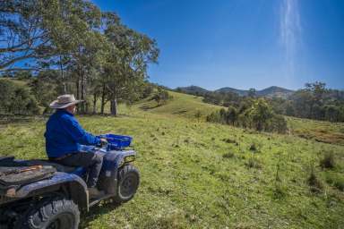 Farm Auction - NSW - Gloucester - 2422 - Introducing Bakers Run: 1200 Acre Opportunity Awaits  (Image 2)