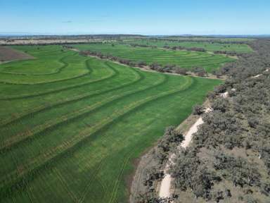 Farm For Sale - NSW - Graman - 2360 - Fertile Cropping & Grazing  (Image 2)