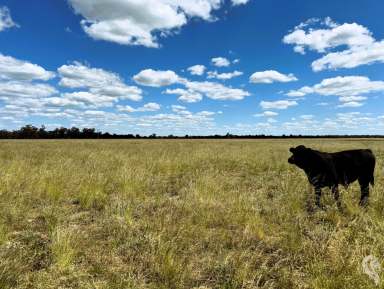 Farm For Sale - NSW - Wee Waa - 2388 - 805 ACRES - MIXED FARMING WITH NOTABLE IMPROVEMENTS  (Image 2)