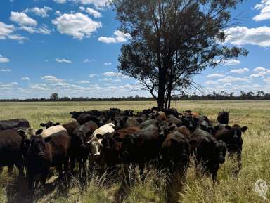 Farm For Sale - NSW - Wee Waa - 2388 - 805 ACRES - MIXED FARMING WITH NOTABLE IMPROVEMENTS  (Image 2)