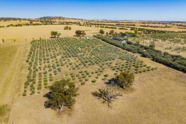 Farm For Sale - NSW - Yarragundry - 2650 - Discover the beauty of country living with income  (Image 2)