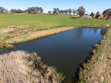 Farm Auction - NSW - Forest Reefs - 2798 - Rich Fertile Country with Panoramic Views  (Image 2)