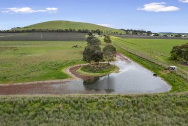 Farm For Sale - VIC - Carisbrook - 3464 - "MT MOOLORT ESTATE"  (Image 2)