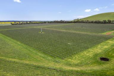 Farm For Sale - VIC - Carisbrook - 3464 - "MT MOOLORT ESTATE"  (Image 2)