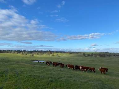 Farm For Sale - SA - Eden Valley - 5235 - 65.67 Ha of quality Eden Valley grazing country. Close to main Barossa towns. Your country residence awaits (STCC)  (Image 2)