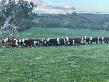 Farm For Sale - SA - Eden Valley - 5235 - 65.67 Ha of quality Eden Valley grazing country. Close to main Barossa towns. Your country residence awaits (STCC)  (Image 2)