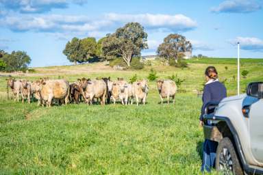 Farm Auction - NSW - Cowra - 2794 - RENOVATED, EXPANSIVE HOME SET ON 313ACRES* JUST 3MINS FROM TOWN!  (Image 2)