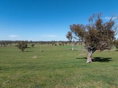 Farm Auction - NSW - Neville - 2799 - Vacant land. Hard to find vacant blocks of this size!  (Image 2)