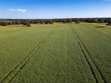 Farm For Sale - WA - Cranbrook - 6321 - "The Brook" | 266 Tetlow Road | Cranbrook  (Image 2)