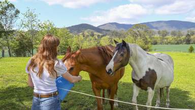 Farm Sold - NSW - Gloucester - 2422 - Your Dream Lifestyle Awaits: 10.72 Acres of Rural Bliss  (Image 2)