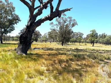 Farm For Sale - NSW - Wee Waa - 2388 - "WIRRAH STATION" - GRAZING / HUNTING / LIFESTYLE PROPERTY  (Image 2)