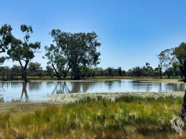 Farm For Sale - NSW - Wee Waa - 2388 - "WIRRAH STATION" - GRAZING / HUNTING / LIFESTYLE PROPERTY  (Image 2)