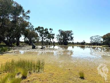 Farm For Sale - NSW - Wee Waa - 2388 - "WIRRAH STATION" - GRAZING / HUNTING / LIFESTYLE PROPERTY  (Image 2)