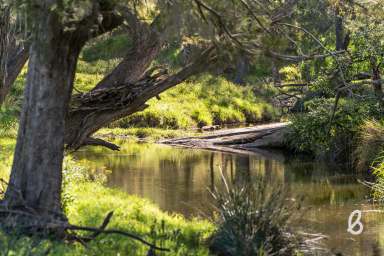 Farm For Sale - NSW - Glendonbrook - 2330 - FIRST CLASS GRAZING | DOUBLE CREEK FRONTAGE | 188 ACRES  (Image 2)