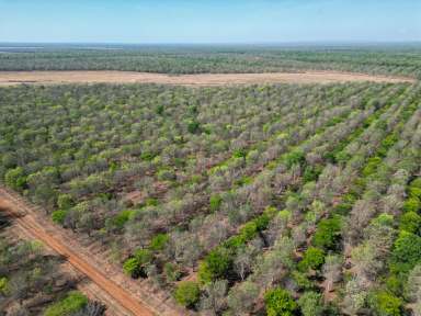 Farm For Sale - NT - Douglas-daly - 0822 - CROPPING DEVELOPMENT OPPORTUNITY  (Image 2)