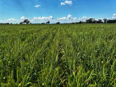 Farm For Sale - NSW - Peak Hill - 2869 - Crop, Stock or Both!  (Image 2)