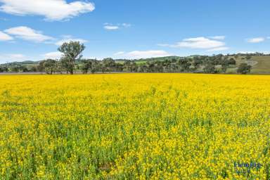 Farm For Sale - NSW - Boorowa - 2586 - TURN KEY CROPPING & GRAZING OPPORTUNITY.  (Image 2)