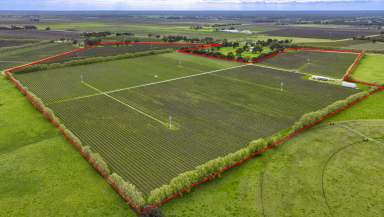 Farm For Sale - SA - Penola - 5277 - Premium Coonawarra Vineyard  (Image 2)