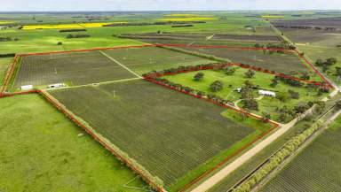 Farm For Sale - SA - Penola - 5277 - Premium Coonawarra Vineyard  (Image 2)