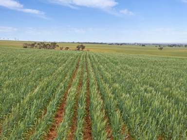 Farm For Sale - SA - Whitwarta - 5461 - Highly Efficient Farming & Livestock Production  (Image 2)