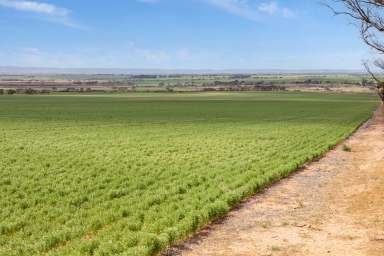 Farm For Sale - SA - Whitwarta - 5461 - Highly Efficient Farming & Livestock Production  (Image 2)