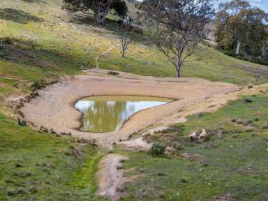 Farm For Sale - SA - Melrose - 5483 - Reliable High Rainfall Grazing  (Image 2)