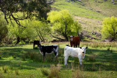 Farm Auction - NSW - Killongbutta - 2795 - 'Glenevern' - Enjoy a Rural Lifestyle!  (Image 2)