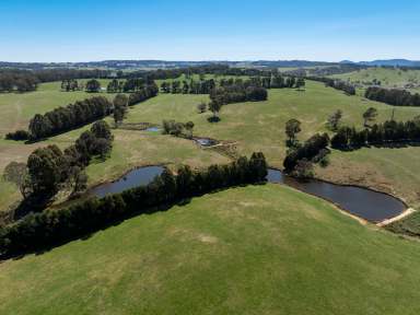 Farm Auction - NSW - Oberon - 2787 - Large Scale, Fertile & Meticulously Maintained, Highly Productive Property!  (Image 2)