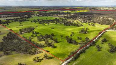 Farm For Sale - SA - Bordertown - 5268 - Crop | Graze | Golf  (Image 2)