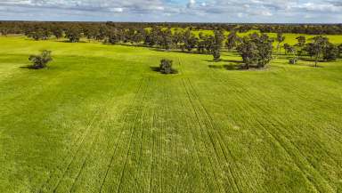 Farm For Sale - SA - Bordertown - 5268 - Crop | Graze | Golf  (Image 2)