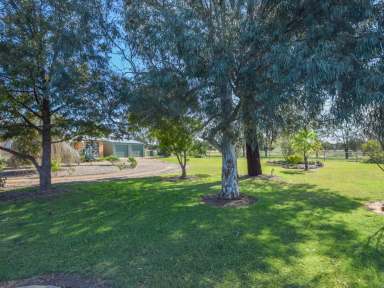 Farm For Sale - NSW - Young - 2594 - Brick Veneer Home on 4.9acs* With Plenty Of Shedding A Bore & Town Water  (Image 2)