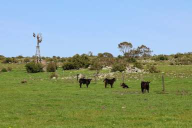 Farm For Sale - VIC - Dreeite South - 3249 - RICH WARM HEALTHY SOUTH DREEITE AREA  (Image 2)