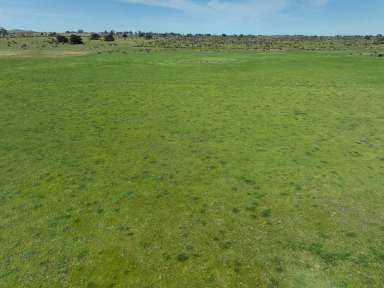 Farm For Sale - VIC - Dreeite South - 3249 - RICH WARM HEALTHY SOUTH DREEITE AREA  (Image 2)