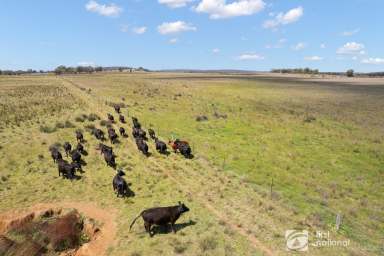 Farm Auction - NSW - Dunedoo - 2844 - 'WERRIWA' - WELL LOCATED FARMING AND GRAZING  (Image 2)