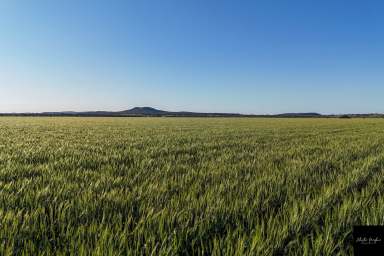 Farm For Sale - NSW - Breeza - 2381 - LIVERPOOL PLAINS BLACK SOIL OPPORTUNITY  (Image 2)