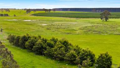 Farm For Sale - SA - Tarpeena - 5277 - 140 ACRES approx over 2 Titles - Horse enthusiasts' dream property or do you need a MASSIVE shed?  (Image 2)