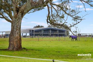 Farm For Sale - SA - Tarpeena - 5277 - Horse enthusiasts' dream property or do you need a MASSIVE shed?  (Image 2)