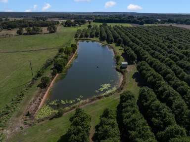 Farm For Sale - QLD - Donnybrook - 4510 - ‘Glendamia Park’ - Award-Winning Macadamia Farm with Modern Colonial Residence  (Image 2)