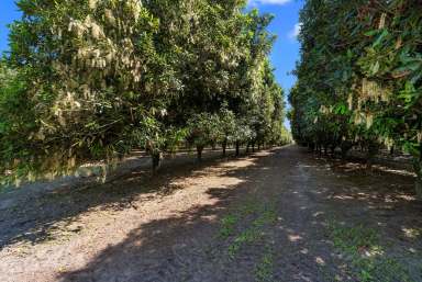 Farm For Sale - QLD - Donnybrook - 4510 - ‘Glendamia Park’ - Award-Winning Macadamia Farm with Modern Colonial Residence  (Image 2)