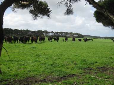 Farm Auction - TAS - Loorana - 7256 - Tin Mine Road, King Island  (Image 2)